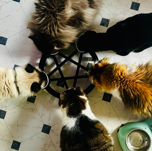 Cat Food Holder Pentagram (Bowls Not Included) 3D Print