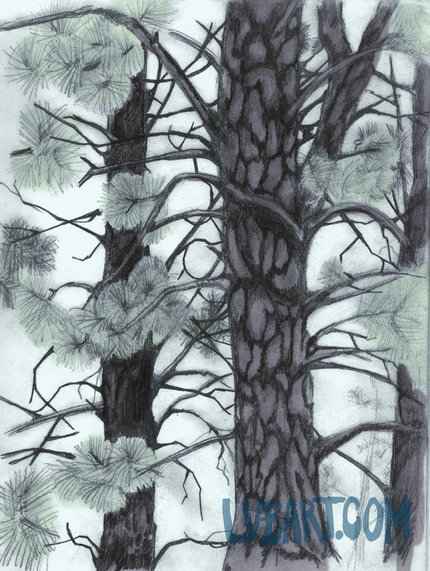 In The Pines Fine Art Print